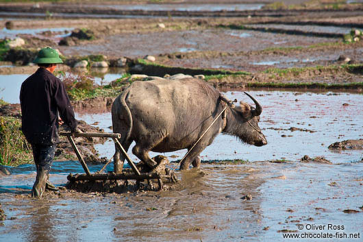 Ploughing the rice fields near Sapa