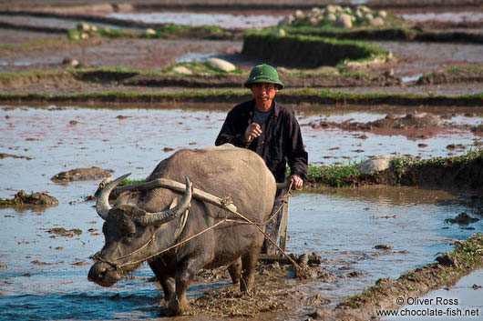 Sapa working the rice fields 