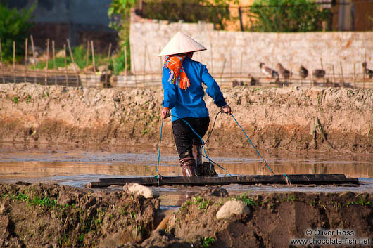 Working the rice fields near Sapa