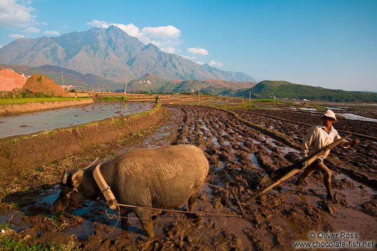 Ploughing a rice field near Sapa with Fansipan mountain in the background