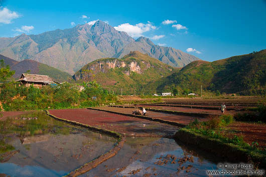 Rice fields near Sapa with Fansipan mountain in the background