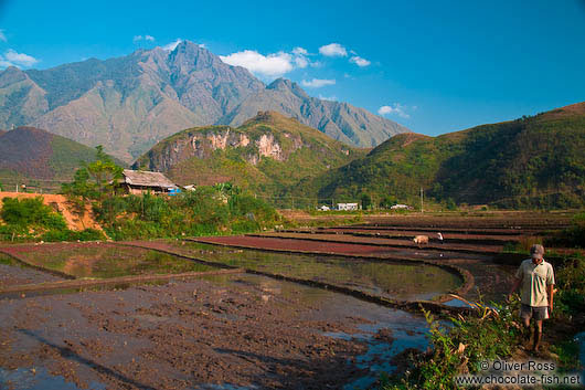 Rice fields near Sapa with Fansipan mountain in the background