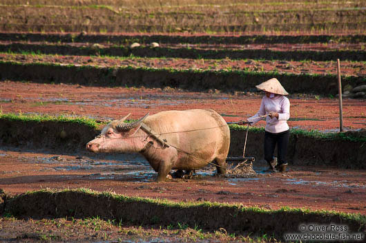 Ploughing a rice field near Sapa