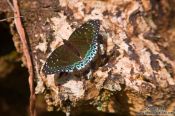 Travel photography:Butterfly near Sapa, Vietnam