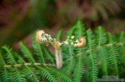 Travel photography:Sapa fern , Vietnam