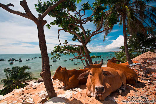Cows having a siesta in the shade at Mui Ne beach