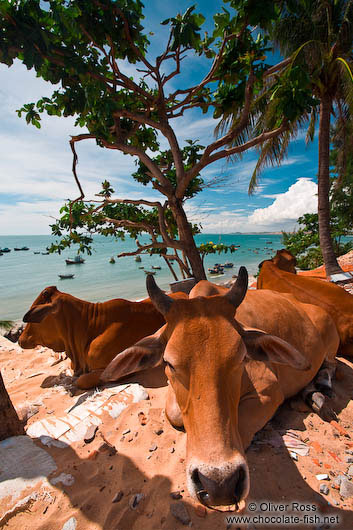 Two cows having a siesta in the shade at Mui Ne beach