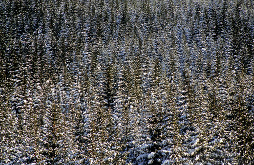 Snow covered pine forest