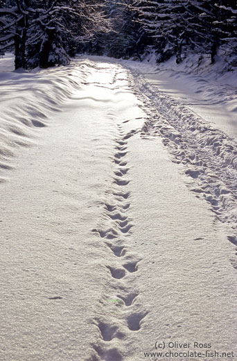 Tracks in the snow