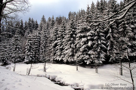 Winter landscape