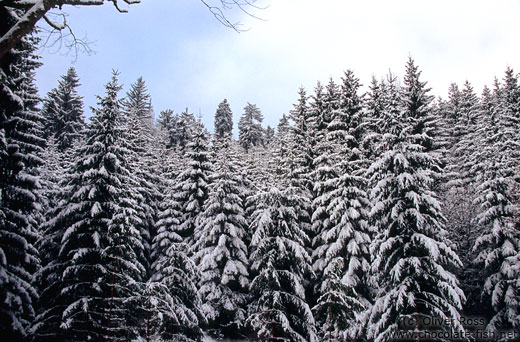 Snow covered pine trees