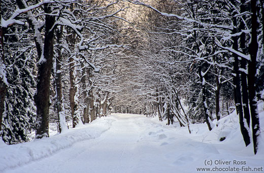 Path in wintery landscape