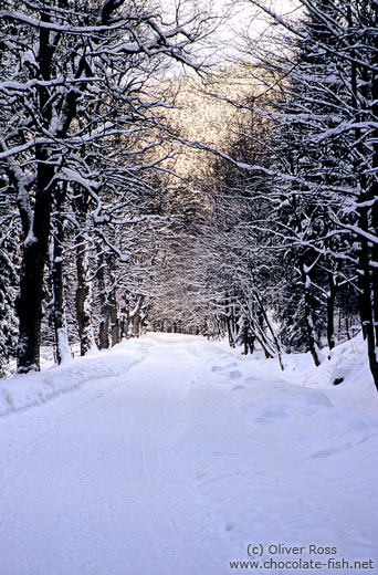 Path in wintery landscape