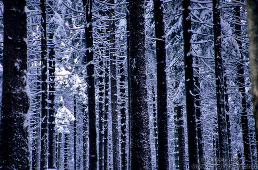 Frozen pine trees