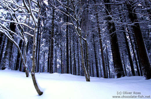 Frozen forest