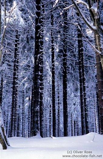 Frozen pine trees