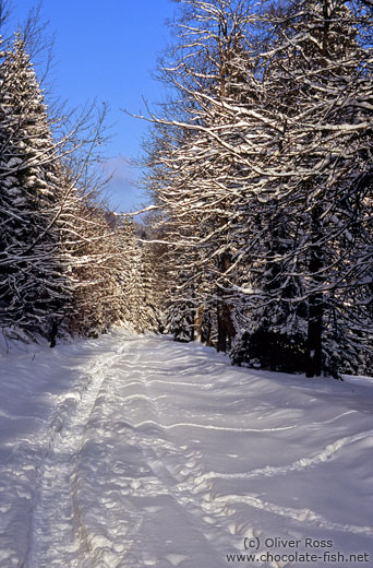 Path through wintery landscape