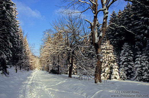 Path through wintery landscape