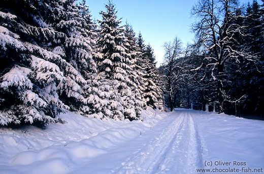Path through wintery landscape