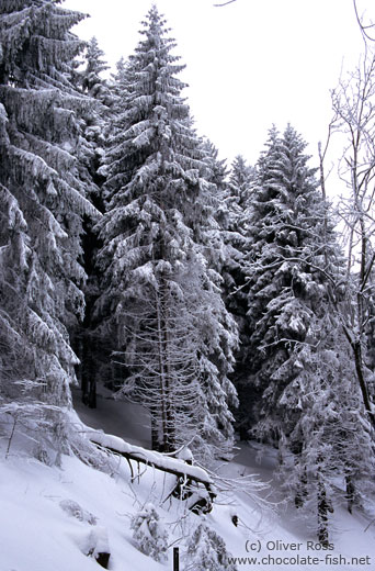 Snow covered pine forest