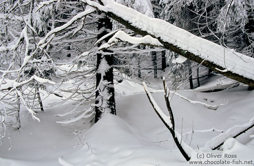 Wintery forest