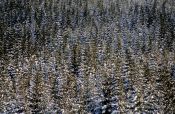 Travel photography:Snow covered pine forest, Germany