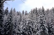 Travel photography:Snow covered pine trees, Germany