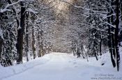 Travel photography:Path in wintery landscape, Germany