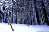 Travel photography:Frozen forest, Germany