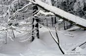 Travel photography:Wintery forest, Germany