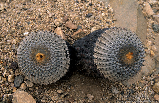 Cacti in the Pan de Azucar National Park, Atacama desert