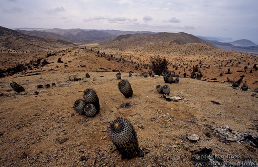 Pan de Azucar Ntl. Park in the Atacama Desert