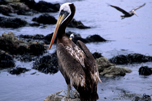 Pelican in the Pan de Azucar Ntl. Park, Atacama desert