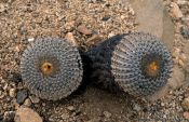 Travel photography:Cacti in the Pan de Azucar National Park, Atacama desert, Chile