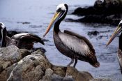 Travel photography:Pelican in the Pan de Azucar Ntl. Park, Atacama desert, Chile