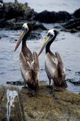 Travel photography:Pelicans in the Pan de Azucar Ntl. Park, Atacama desert, Chile