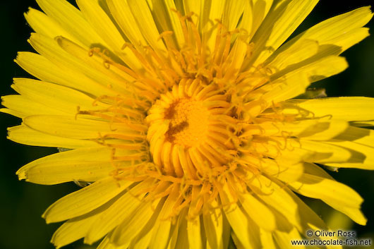 Dandelion flower