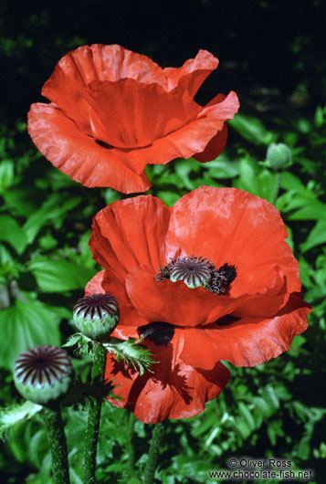 Poppies