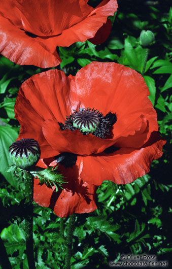 Poppies