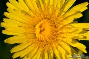 Travel photography:Dandelion flower