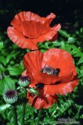 Travel photography:Poppies