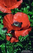 Travel photography:Poppies